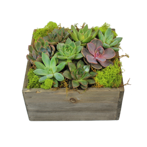 Box of Succulents