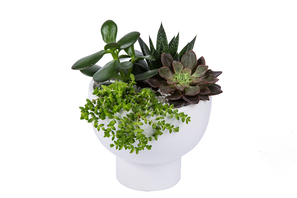 Succulent planter with assorted green and burgundy succulents in a white footed pot