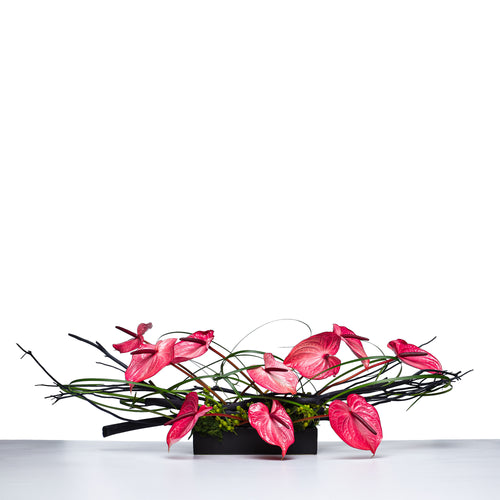Anthurium Horizon low arrangement of pink anthuriums with looped grasses on a white base
