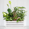 Flora and Fauna mixed green plant arrangement in a white slatted wooden planter