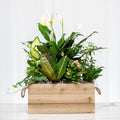 Garden Escape mixed green plant arrangement with white blooms in a natural wood planter