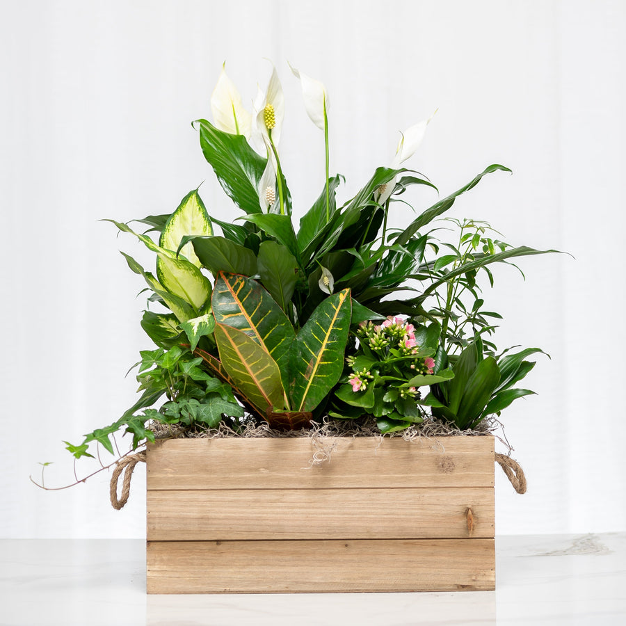 Garden Escape mixed green plant arrangement with white blooms in a natural wood planter