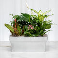 Gardener's Nook mixed green plant arrangement in a white wooden trough planter