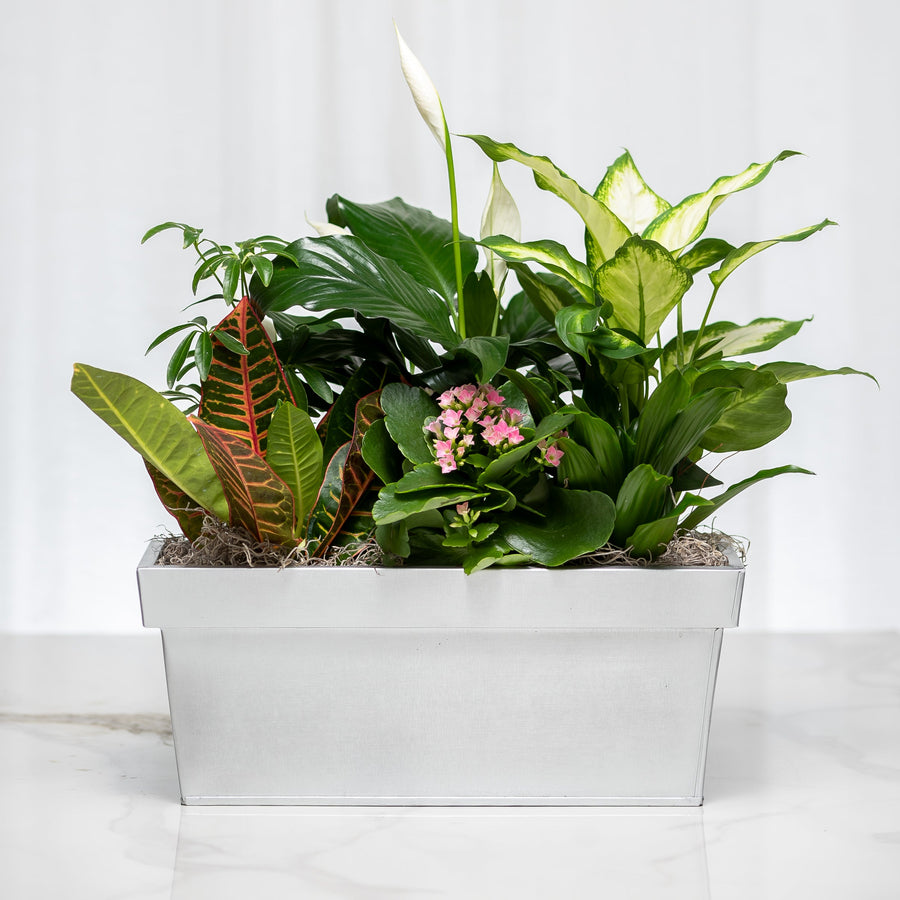 Gardener's Nook mixed green plant arrangement in a white wooden trough planter