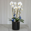 Glamour in the City white phalaenopsis orchid plant in a black ceramic pot