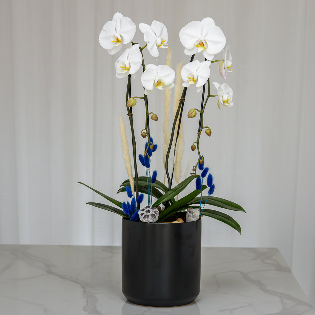 Glamour in the City white phalaenopsis orchid plant in a black ceramic pot