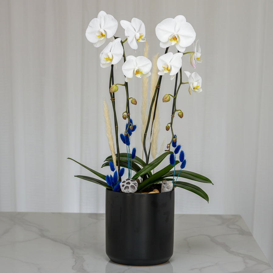 Glamour in the City white phalaenopsis orchid plant in a black ceramic pot