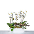 Orchid Meadow arrangement of white phalaenopsis orchids with succulents and moss in a white trough