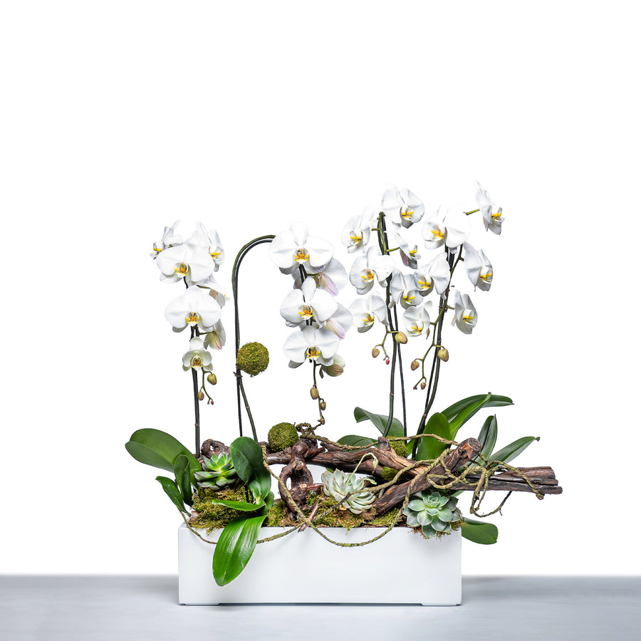 Orchid Meadow arrangement of white phalaenopsis orchids with succulents and moss in a white trough