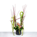 Protea Refined arrangement of protea, amaranthus and tall branches in a black pot