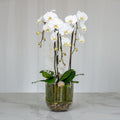 Three white phalaenopsis orchid plants in a clear glass cylinder vase