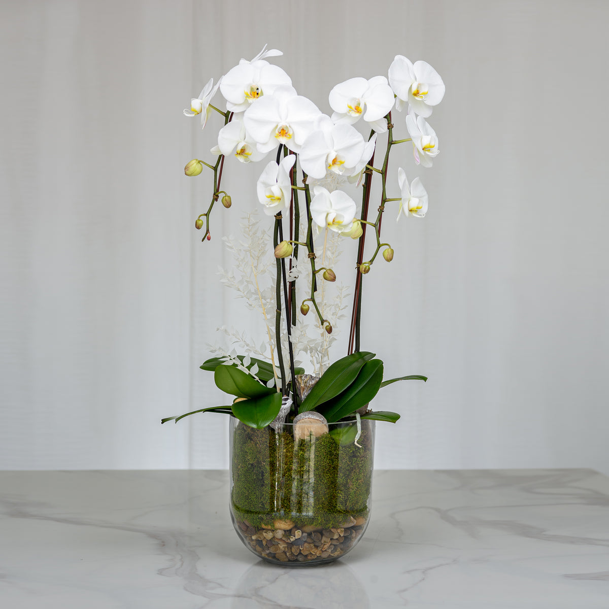 Three white phalaenopsis orchid plants in a clear glass cylinder vase