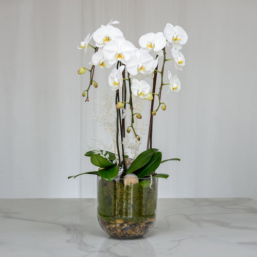 Three white phalaenopsis orchid plants in a clear glass cylinder vase