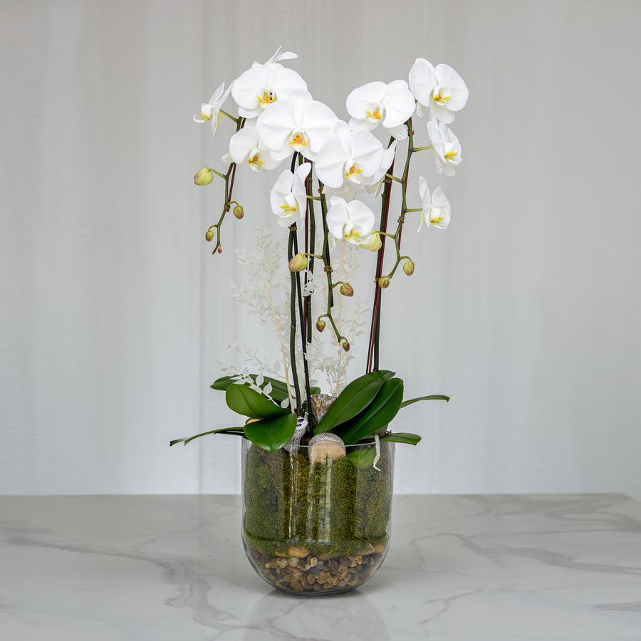 Three white phalaenopsis orchid plants in a clear glass cylinder vase