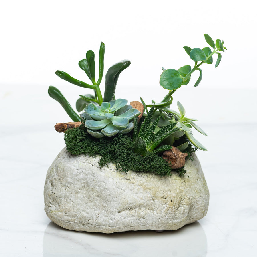 Rock Garden succulent arrangement planted into a natural stone with moss and eucalyptus