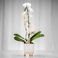 Beauty white phalaenopsis orchid plant in a footed cream pot