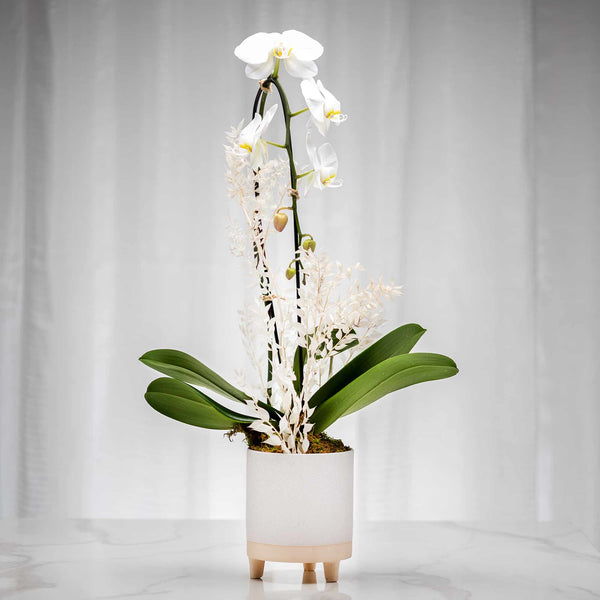 Beauty white phalaenopsis orchid plant in a footed cream pot